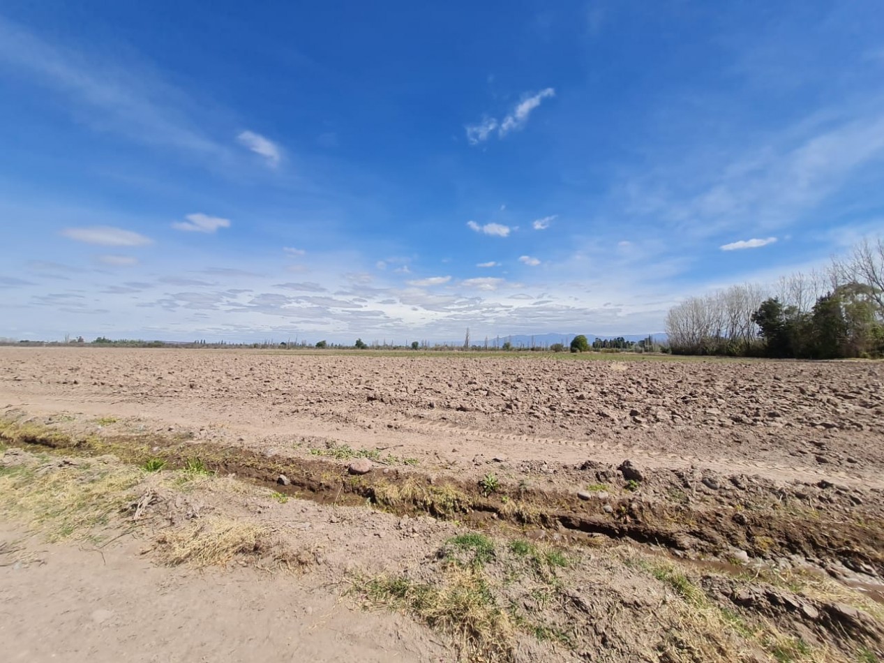 INMOESTATE VENDE FINCA EN MAIPU, MENDOZA
