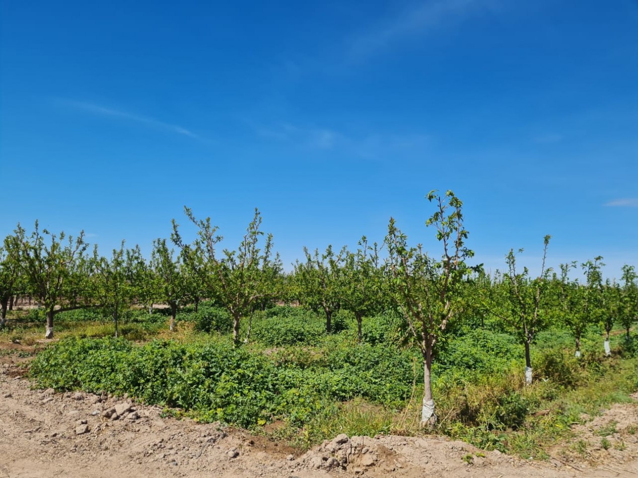 INMOESTATE VENDE FINCA EN MAIPU, MENDOZA