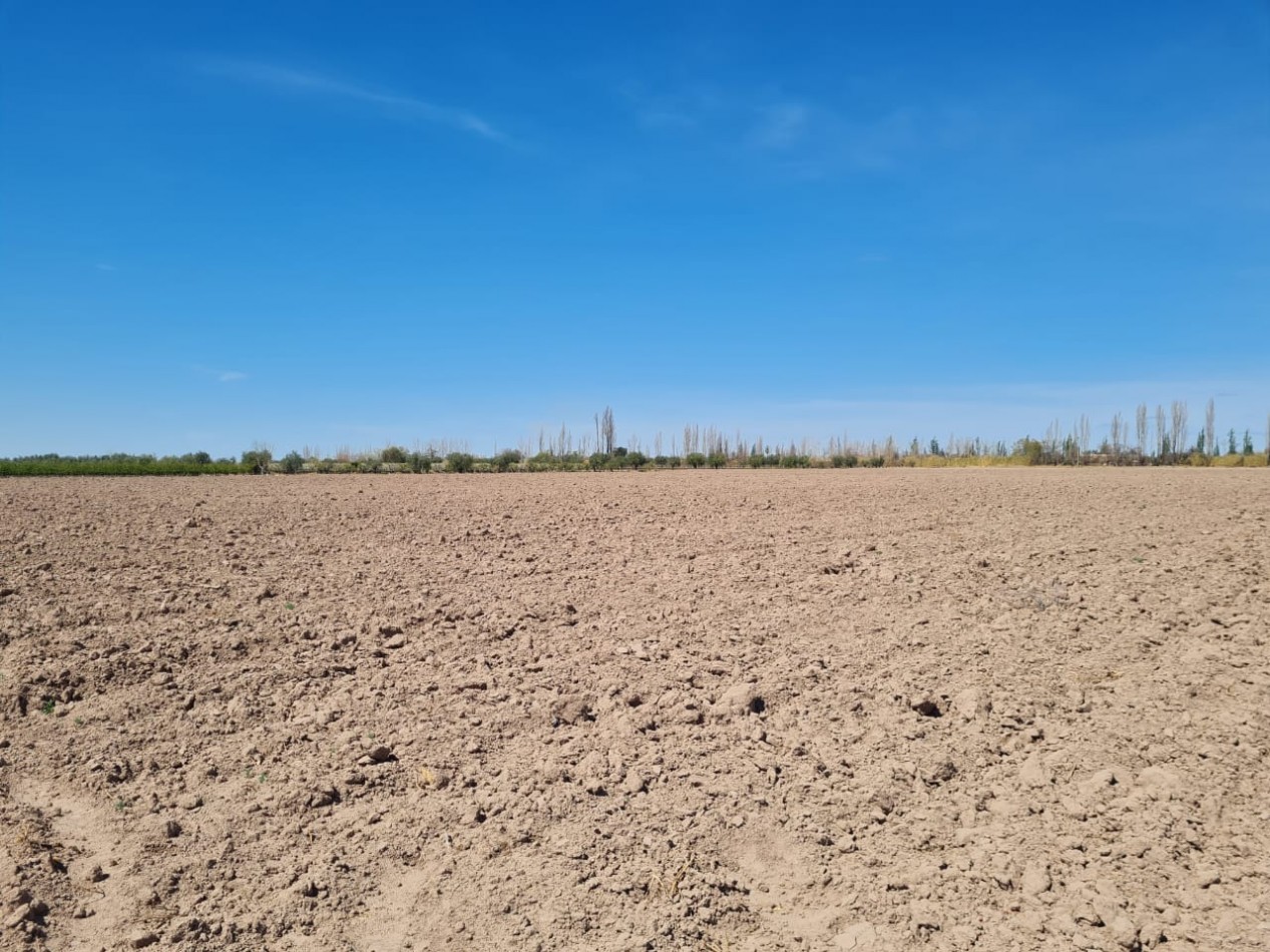 INMOESTATE VENDE FINCA EN MAIPU, MENDOZA