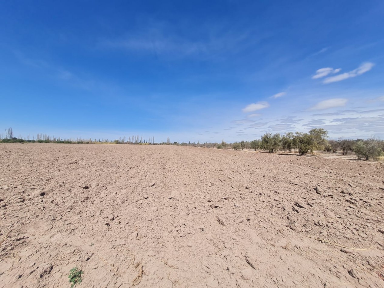 INMOESTATE VENDE FINCA EN MAIPU, MENDOZA