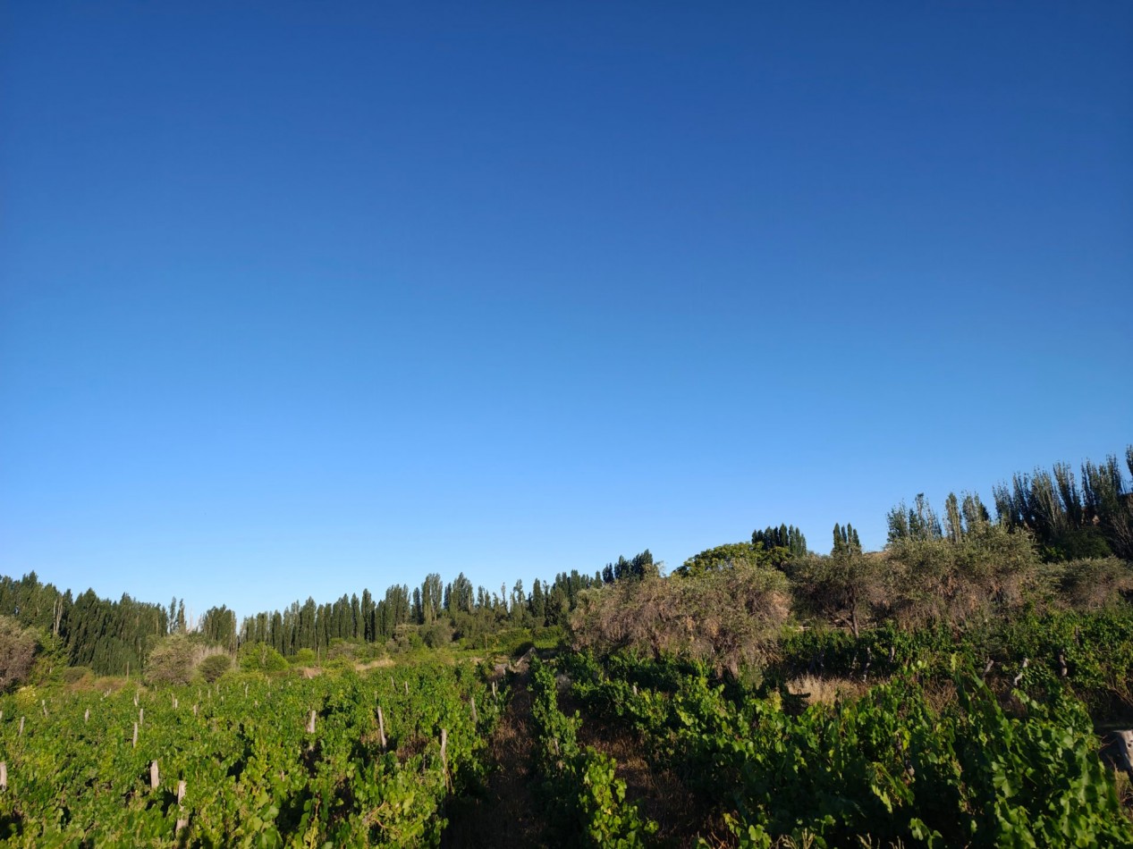 INMOESTATE VENDE LOTE EN PERDRIEL, MENDOZA