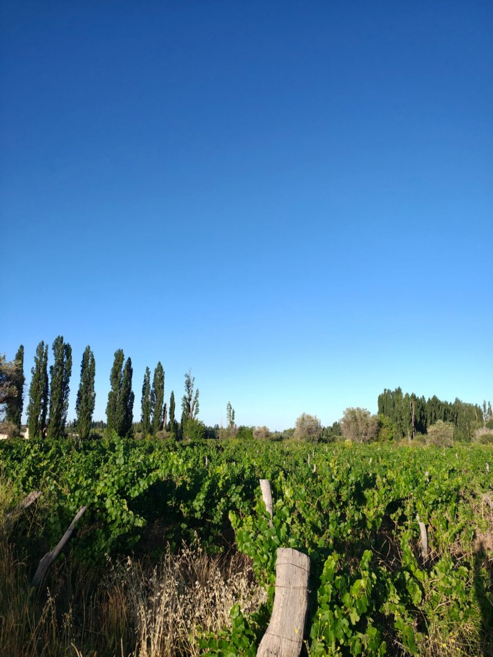 INMOESTATE VENDE LOTE EN PERDRIEL, MENDOZA
