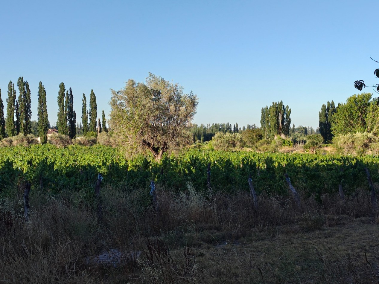 INMOESTATE VENDE LOTE EN PERDRIEL, MENDOZA