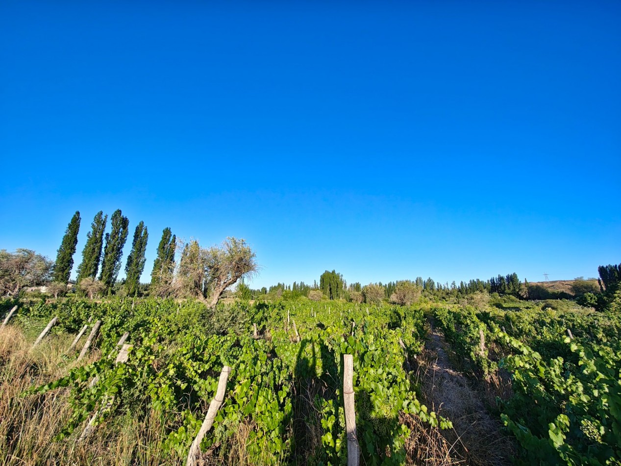 INMOESTATE VENDE LOTE EN PERDRIEL, MENDOZA
