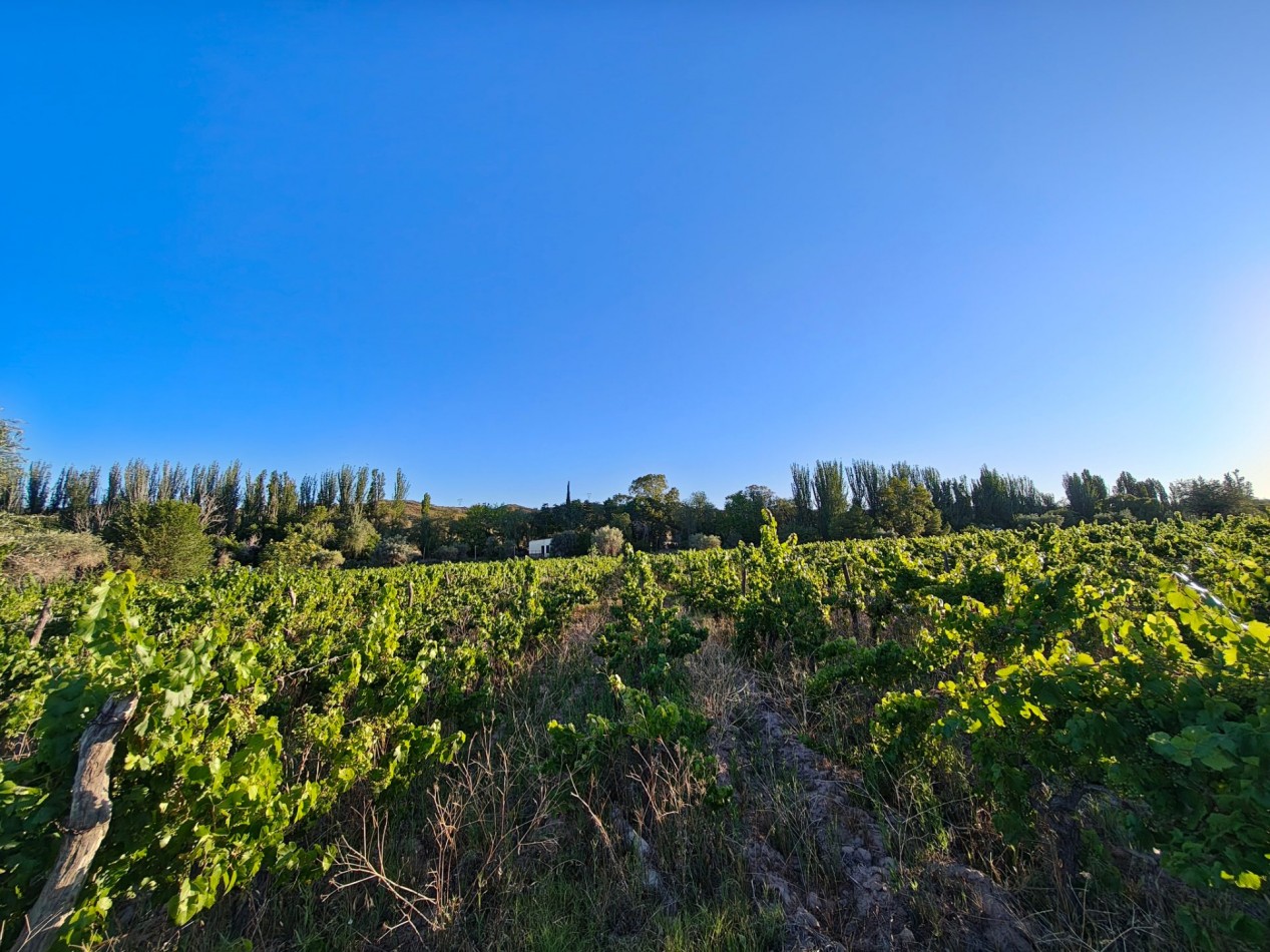 INMOESTATE VENDE LOTE EN PERDRIEL, MENDOZA