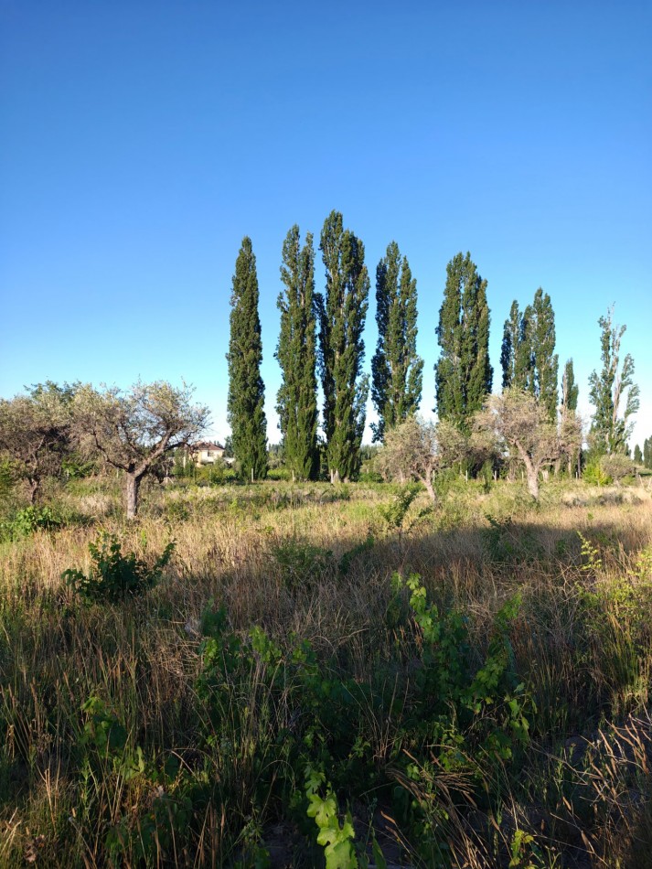 INMOESTATE VENDE LOTE EN PERDRIEL, MENDOZA