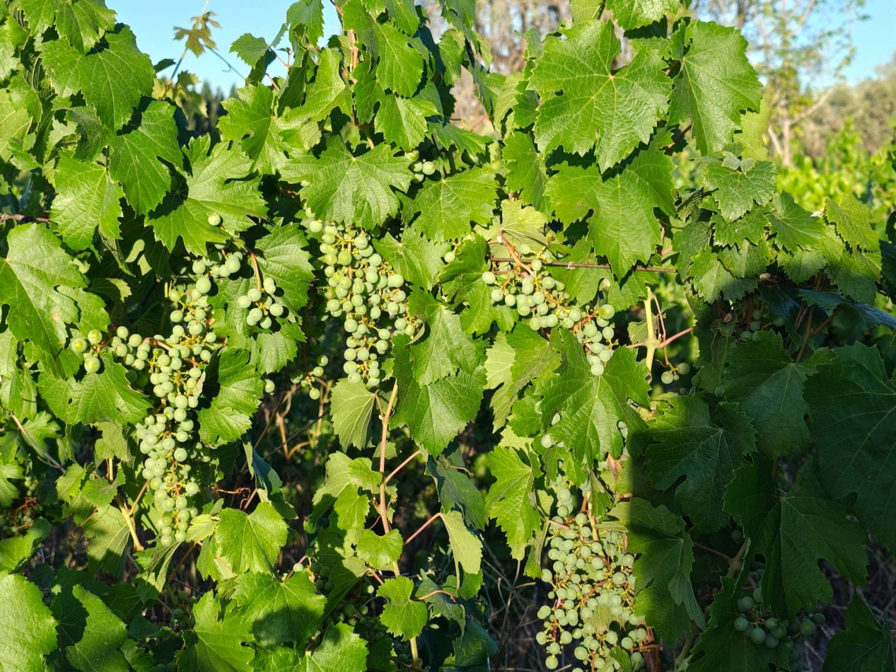 INMOESTATE VENDE LOTE EN PERDRIEL, MENDOZA
