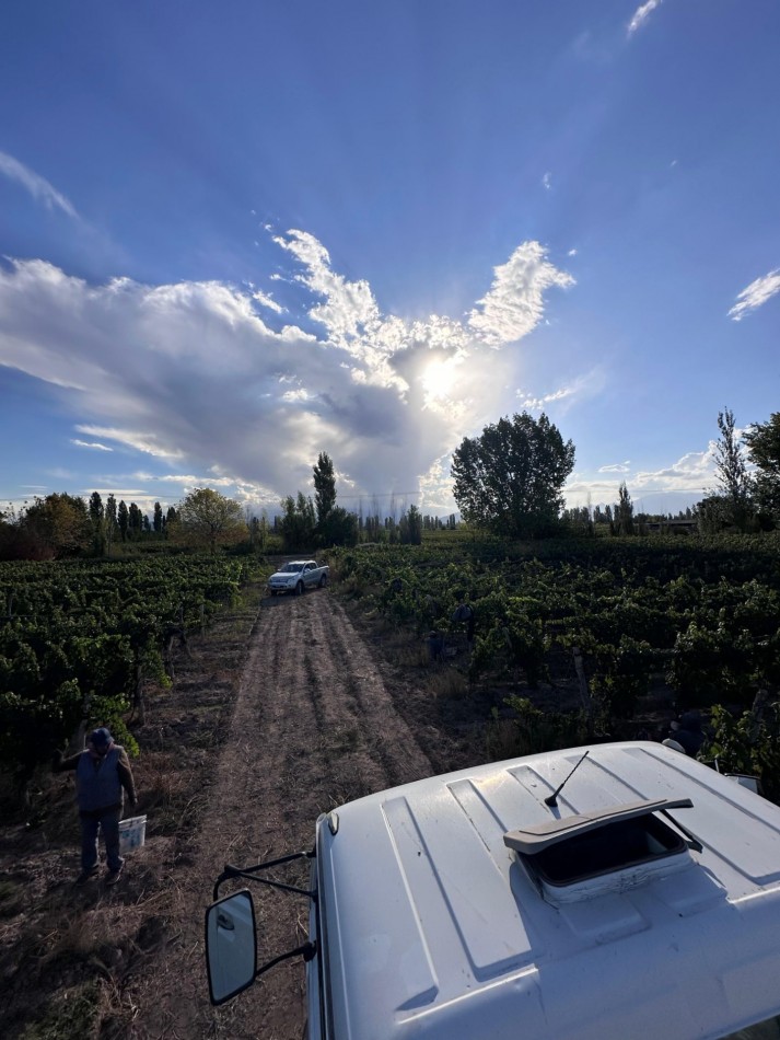 INMOESTATE VENDE FINCA PRODUCTIVA EN AGRELO, LUJAN DE CUYO, MENDOZA
