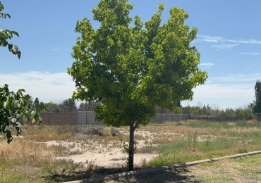 INMOESTATE VENDE LOTE EN BARRIO TIERRA MALBEC, CHACRAS DE CORIA, MENDOZA