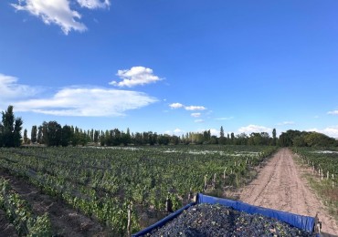 INMOESTATE VENDE FINCA PRODUCTIVA EN AGRELO, LUJAN DE CUYO, MENDOZA