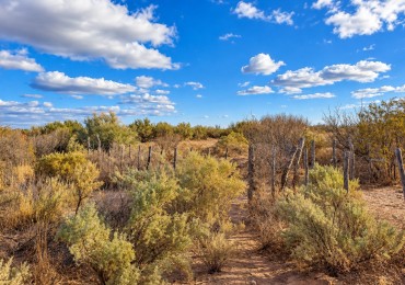 INMOESTATE VENDE CAMPO EN LAS CATITAS, SANTA ROSA, MENDOZA